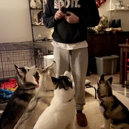 Siberian Husky All Grown Up from Curatolo Kennels