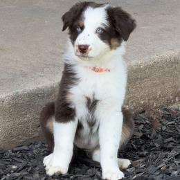 Australian Shepherd Puppies from Kamm's Aussies