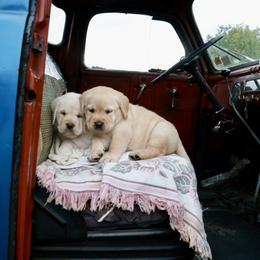Boy 2 - Yellow male Labrador Retriever puppy in Jonestown, Pennsylvania from Swatara Creek Labradors LLC