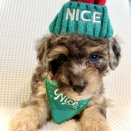 HASHBROWN - Merle male Bernedoodle puppy in Houston, Texas from Pia’s Doodle Poodle Wag