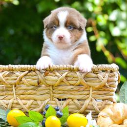 Australian Shepherd Puppies from CherryCove Aussies