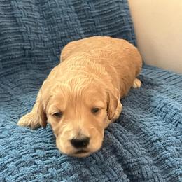 Houston - Apricot male Goldendoodle puppy in New Waverly, Texas from C.P. Puppy Buddies