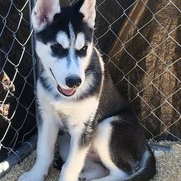 Big mack - Black and white male Siberian Husky puppy in Heppner, Oregon from Yuki Ookami Show Kennel