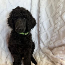 Green Boy - Black male Poodle puppy in Breckenridge, Texas from Cates Standard Poodles