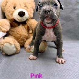 Pink Collar Female - Blue female American Pit Bull Terrier puppy in Pensacola, Florida from Alpha Alliance Kennels