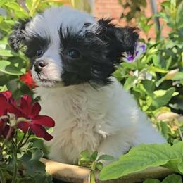 Girl 3 - White and black female Chinese Crested puppy in Amarillo, Texas from Lone Star Chinese Cresteds by Kim