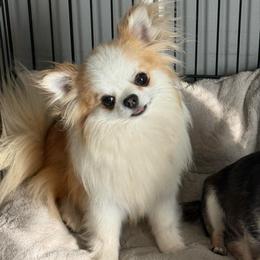 Boomer - Red and white male Chihuahua puppy in Spring Hill, Florida from Stardom Chihuahuas & CKCS