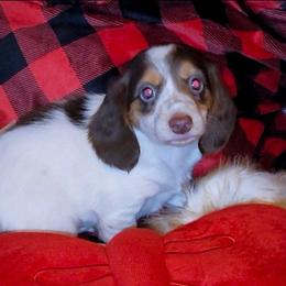 Spot - Piebald male Dachshund puppy in Phoenix, Arizona from AZ's Prestigious Minature Dachshunds
