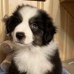 Blue Collar Boy - Black tri male Miniature American Shepherd puppy in Estacada, Oregon from Malachi Kennels