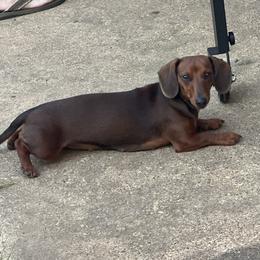 Sophie - Dachshund