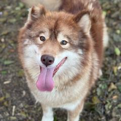 Foxy - Red and white female Siberian Husky puppy in London, Ohio from Rose Trail Siberian’s