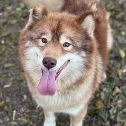 Foxy - Red and white female Siberian Husky puppy in London, Ohio from Rose Trail Siberian’s