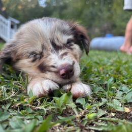 Miniature Australian Shepherd Puppies from Lil’ Bit Farms