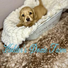 Cyrus - Dachshund puppy from Holder’s Doxie Farm