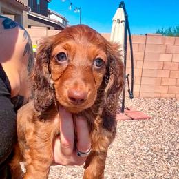 Bean - Chocolate and tan female Dachshund puppy in Tucson, Arizona from Tucson Dachshund Co.
