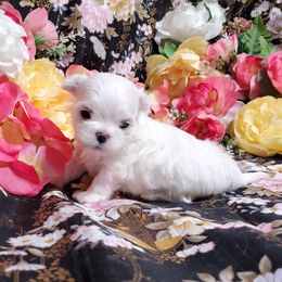 Mert - White male Maltese puppy in Fresno, California from Soua's Pups