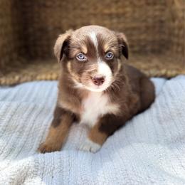 Tiki - Red tri-color female Australian Shepherd puppy in Unionville, Iowa from Soap Creek Kennels