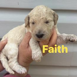 Faith - Cream female Goldendoodle puppy in Prosperity, Pennsylvania from Stelladoodles & Company