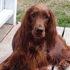 Calleigh - Irish Setter