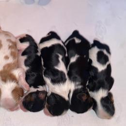 Cavalier King Charles Spaniel Puppies from Snowtrain Cavaliers