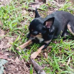 Candy - Chihuahua