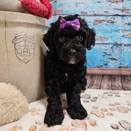 Wendi - Black and white female Aussiedoodle puppy in Lebanon, Missouri from Perkins Pups