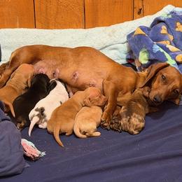 Dachshund puppies from Little B’s Dachshund Farm