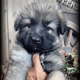 Sarge - Sable male German Shepherd puppy in Sequim, Washington from German Shepherd Haus