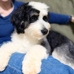 Bernedoodle puppies from Ball-Y-Hoo Bernedoodles