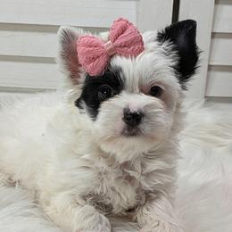 Pearl - Parti female Yorkshire Terrier puppy in Austin, Texas from Rhine Valley Yorkies