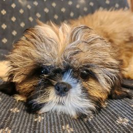 Mal-Shis, Maltese, and Shih Tzus from Natalie's Happy Fur Paw Shih-Tzues and More