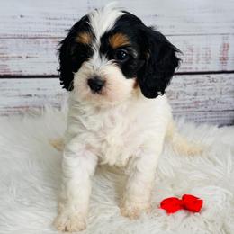 M and M - Tri-color male Cavapoo puppy in Nixa, Missouri from Davis Family Doodles