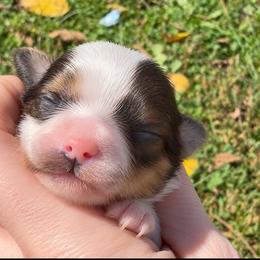 Little Pippa - Parti female Yorkshire Terrier puppy in Hope, Indiana from DJ Yorkies