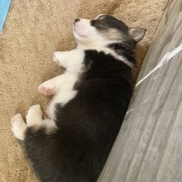 Pembroke Welsh Corgi Puppies from Gbarlranch Corgies