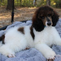 Grace - Parti female Poodle puppy in Bauxite, Arkansas from Mountain Ridge Poodles