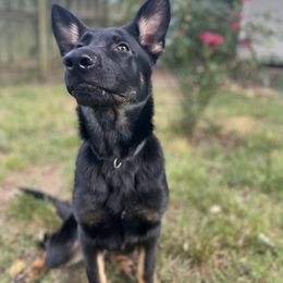 German Shepherd Puppies from Paws Of Germany
