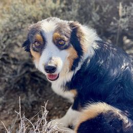 Lilly - Australian Shepherd