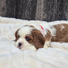 Lucy - Blenheim female Cavalier King Charles Spaniel puppy in Preston, Maryland from Katie's Pups