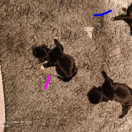 Henry - Black male Shih Tzu puppy in Austin, Minnesota from Bearpaw Shih Tzus