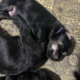 Zeki-Purple collar - Pepper and salt male Giant Schnauzer puppy in Atoka, Oklahoma from Hannah's Haus & Farm
