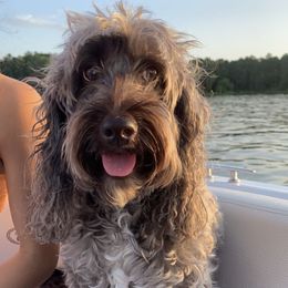 Australian Labradoodles from South Point Labradoodles