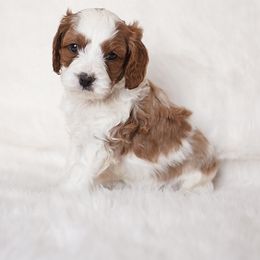 Mesa - Blenheim male Cavapoo puppy in Blanding, Utah from Card’s Cavaliers