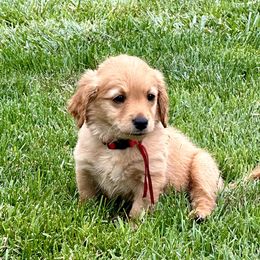 Goldendoodle Puppies from KSchott Kennels