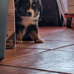 Miniature Australian Shepherd Puppies from Jennings Aussies