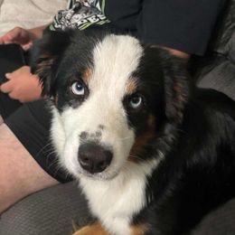 Pua - Miniature Australian Shepherd