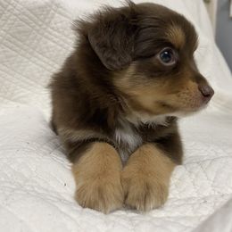 Miniature Australian Shepherd Puppies from Talbot's Mini Aussies
