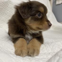 Miniature Australian Shepherd Puppies from Talbot's Mini Aussies