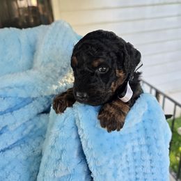Aussiedoodle Puppies from Louisville Doodles