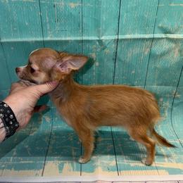 8837 chocolate sable - Chocolate sabled fawn female Chihuahua puppy in Palmyra, Indiana from Country Star Chihuahuas