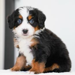 Hild - Tri-color female Bernedoodle puppy in Dundee, Ohio from Down Home Doodle